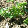 Anti-Bird Plant Veg Fruit Protection Fine Mesh Netting Net Black For Pond Garden Farm Fish Ponds Chicken Netting Rabbit Fence