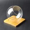 Spherical Glass Eco-Bottle: Succulent & Moss Terrarium Vase