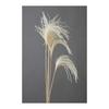 Daichi Farm Dried Flower Mini Miscanthus, Approximately L60~75cm, 10 Pieces DO050470-011