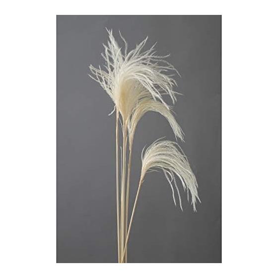 Daichi Farm Dried Flower Mini Miscanthus, Approximately L60~75cm, 10 Pieces DO050470-011