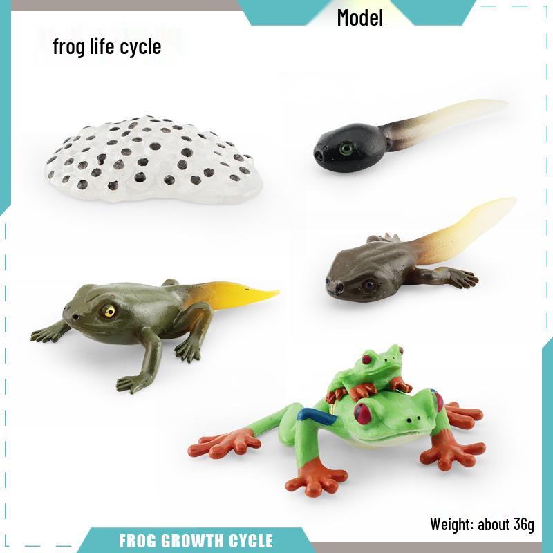 Animal Growth Cycle Models: Chicken, Duck, Goose, Butterfly, Turtle, Frog Montessori Teaching Figurines