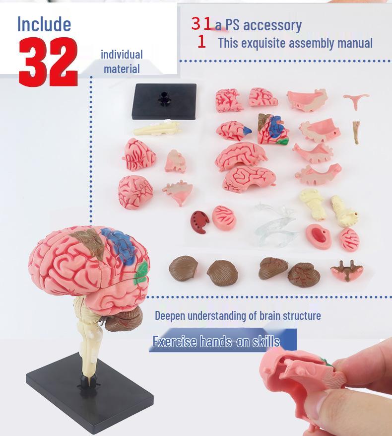 Human Brain Model with Nerve and Brainstem Structure - Educational Aid and DIY Toy