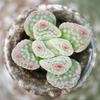 Mars Rabbit Succulent Indoor Mini Potted Plant - Easy for Beginners
