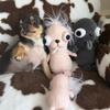 Cães – Brinquedos para cães