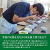 Shizuoka Genmaicha Tea Hot and Cold Triangular Nylon Tea Approximately 100 5g X 30 Tea Bags Tea Kakegawa, Prefecture, Matcha-infused Bags, Brew, Bags,