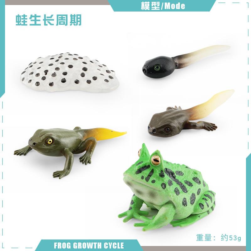 Simulation Of Red-Eyed Frog Horned Frog Triangular Dead-Leaf Frog Growth Cycle Static Model Frog Growth Process Ornament