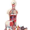 Human Nine Systems Anatomical Model