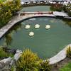 5 Stück Künstliche Lotusblumen Dekoration Schwimmende Künstliche Lotusblumen für Wassergärten Teiche Brunnen Aquarien Terrassen Heimdekoration