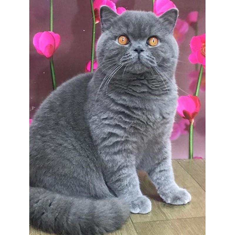 

Популярная DIY Craft 5D Алмазная картина Полная вышивка Крест Ремесло