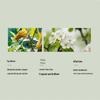Little Dream Garden Garden Jasmine Fragrance Shower Gel