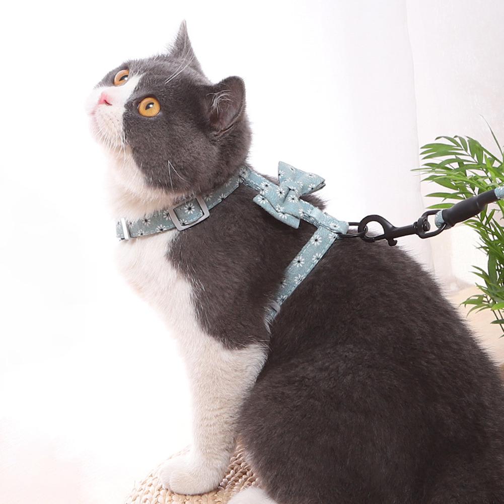 cat walking collar