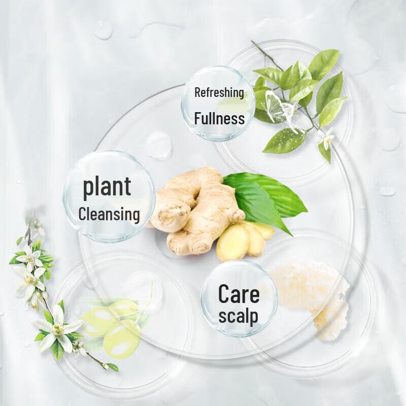 Zhuolanya Ginger Doctor Oil Control Shampoo