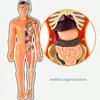 Assembly Human Skeleton Organ Model Toys Children's Science Education Cognitive Skeleton Structure Puzzle Assembly Toys for Kids