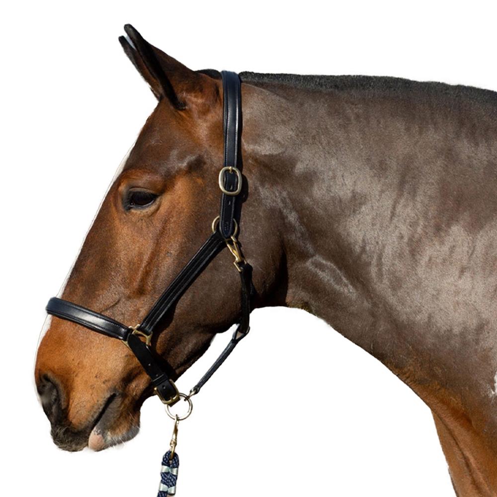 Gallop Premium Leather Padded Horse Headcollar