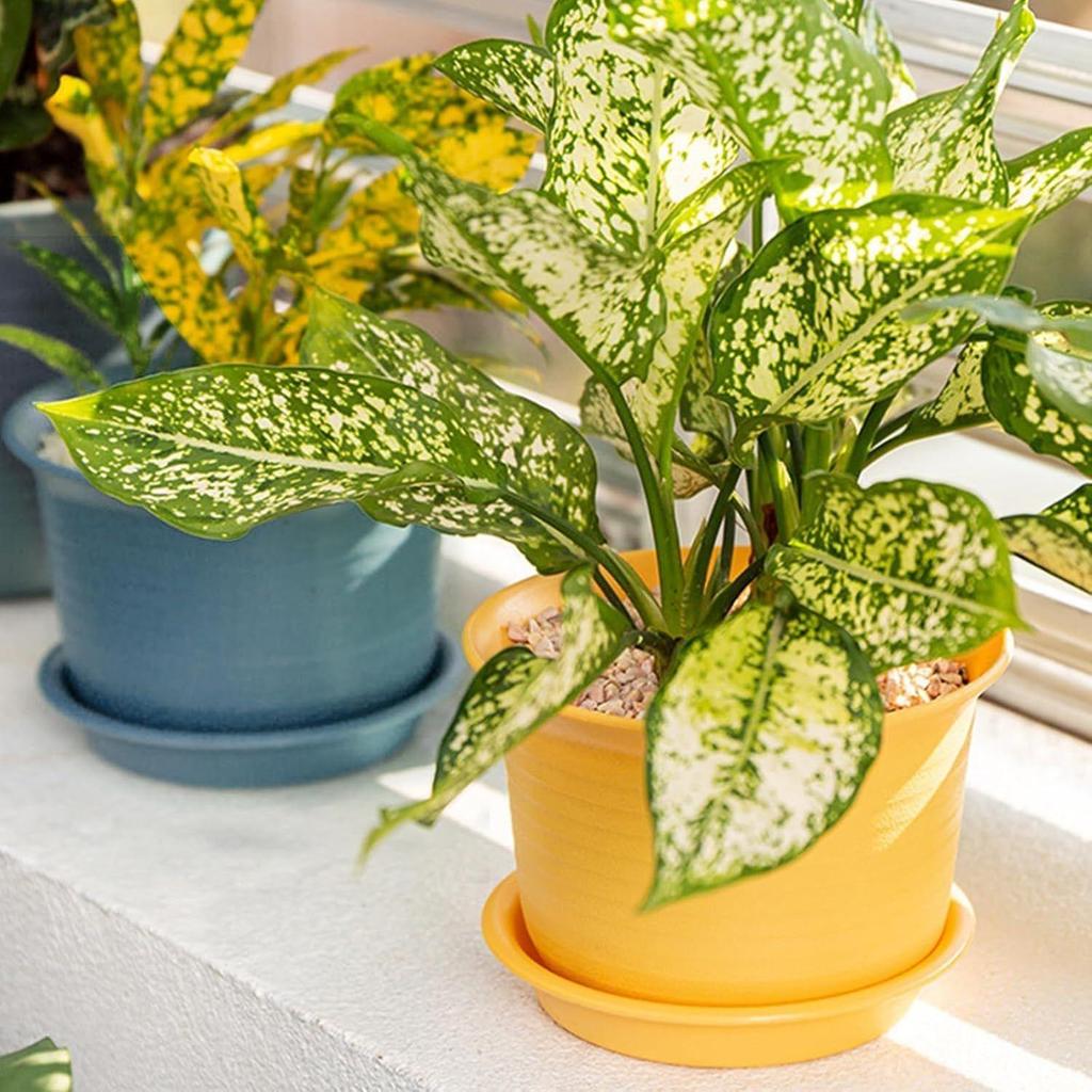 Plastic Round Flower Pots with Tray for Home Planters, Terrace, Garden Etc | Pack of 05 | Multicolor | Size 8 Inch | for Home Indoor & Outdoor