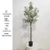 Olive Tree Potted Plant - Indoor Decor Simulation for Living Room