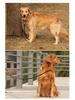 Multi-Function Cowhide Dog Leash: Convenient Tie-Out and Running Rope