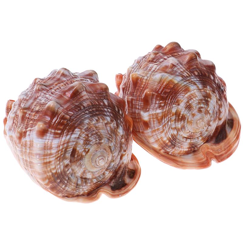 Counch Shell Fish Buy Natural Bull'S Mouth Conch Shell Coral Sea Snail Fish Tank Adorn ...
