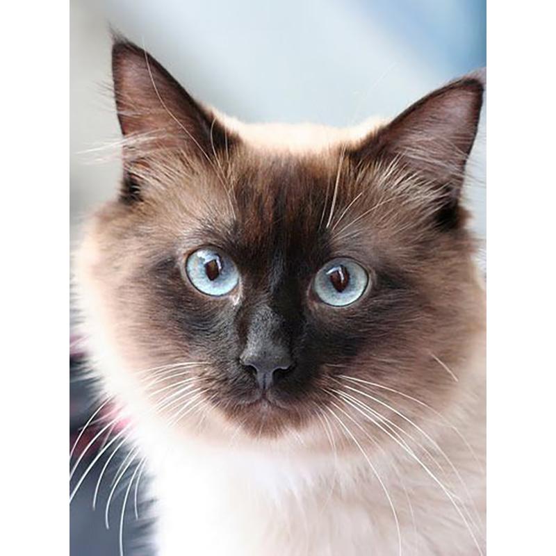 DIY Cat 5D Diamond Painting Full Round Drill Rhinestones Animals Diamond Embroidery Cross Stitch Mosaic Hobby Gift Home Decor