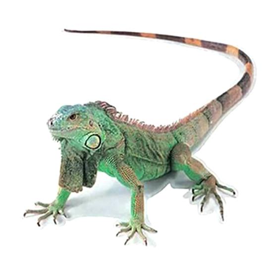 

3D скорпион с животным принтом автомобиля, багажник, бампер, декор окна, наклейки, наклейки Lizard