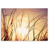 Canvas Print, Grass In the Sunshine