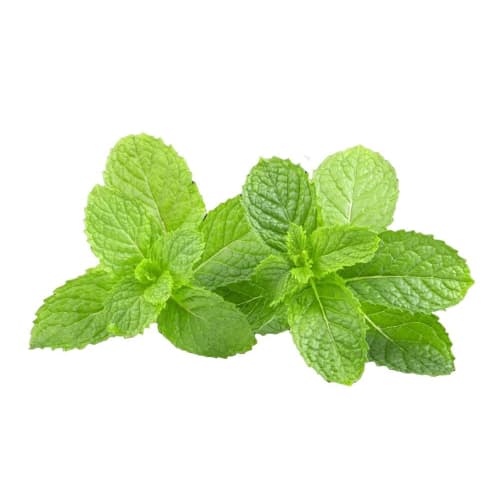 Lion Xylident Lion Toothpaste, 120g, Set of 6 + Bonus Gift with Kunutonn Original Logo