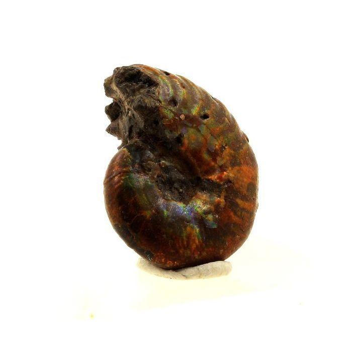 Pierres et Minéraux. Ammonite Fossile Desmoceras nacrée. 15.0 ct. Bully, Seine-Maritime, France..