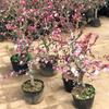Chojukan Japanese Weeping Crabapple Bonsai Sapling for Courtyard Planting