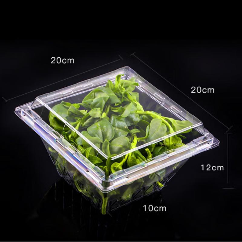 

Disposable Transparent Food Containers with Lids