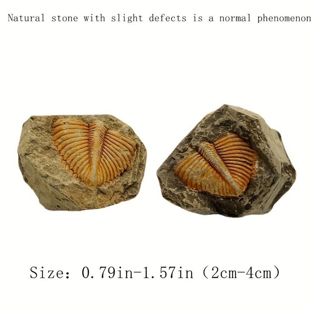 Three-leaf Worm Original Stone Marine Life Stones Crafts Natural Trilobite Tail  Raw Specimen