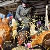 Poultry Stylish Show Costum Duck Rooster Feather Top Hat Cap for Hens Pets Supplies Chicken Hats