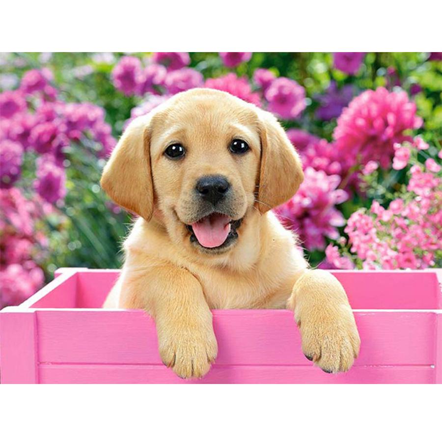 5D DIY Diamond Painting Kit Cute Dog Pictures of Rhinestones Diamond Embroidery Paul Mosaic Animal Home Decor