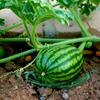 1pc Gardening Stand Fruit Tray Bracket Anti-Rotting Vegetables Gardening Stand  Vegetables
