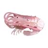 Lightweight Acetate Hair Claw Clip Women Girls Hair Accessories Animal Lobster Design Delicate Hair Grip