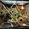Plastic Reptile Climbing Ring Cloud Shape Climbing Hoop Chain Snake Climbing Toys Habitat