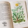 [USED] I'm drawn to the rustic feel of these vintage books on spices and herbs, foreign books, and old botanical books.