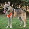 Perros – Collares y correas