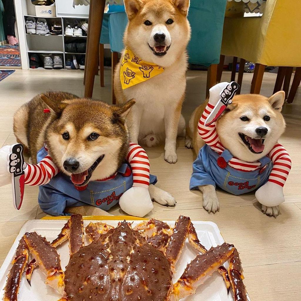 Halloween Klein- & Mittelgroßes Haustierkostüm - Hund & Katze Verwandlungskostüm