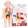DIY Human Organ Model Puzzle for Kids - STEAM Educational Toy
