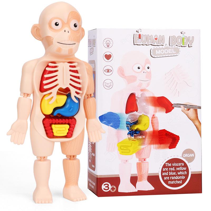 DIY Human Organ Model Puzzle for Kids - STEAM Educational Toy