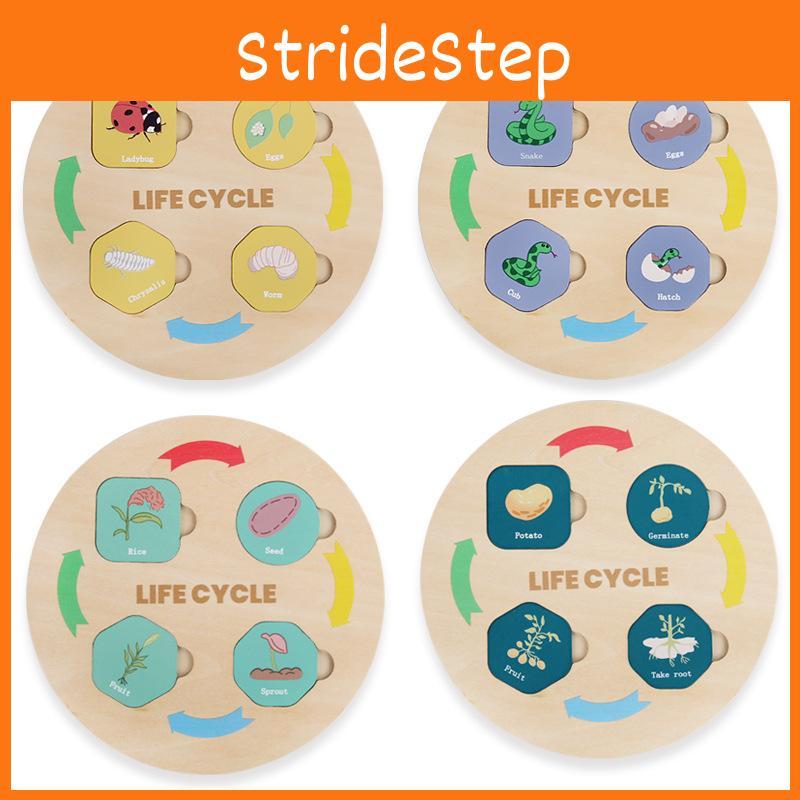 Wooden Nature Themed Lifecycle Puzzle Toy For Children Cognitive Skills Building