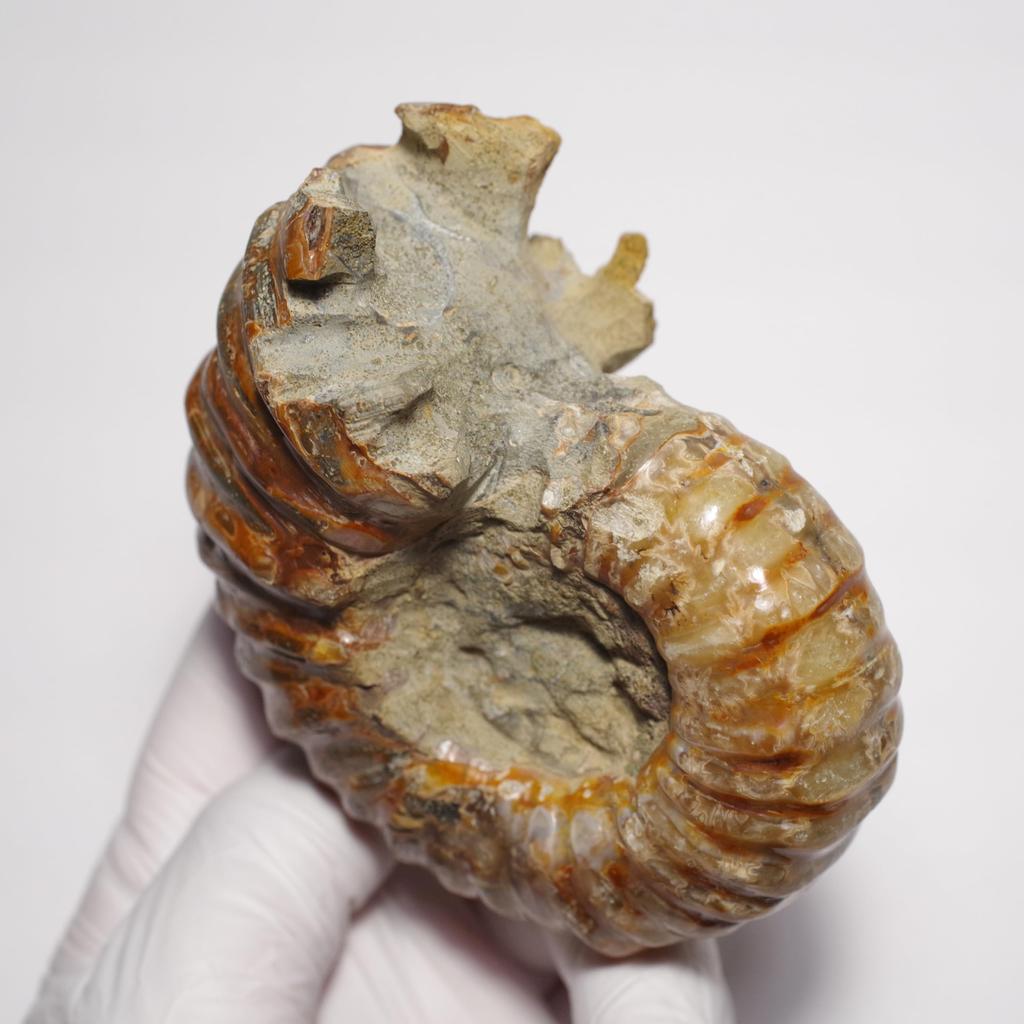 Pietra Fossile Naturale Ammonite [N2 Naturale] (Ammonite-Douvilleiceras sp.) / Campione Tattile (9 "Unico nel suo genere" circa. 352g, 95x74x49mm)
