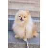 Automatic Dog Leash Blue 3m - Strong and Comfortable to Use up to 11kg