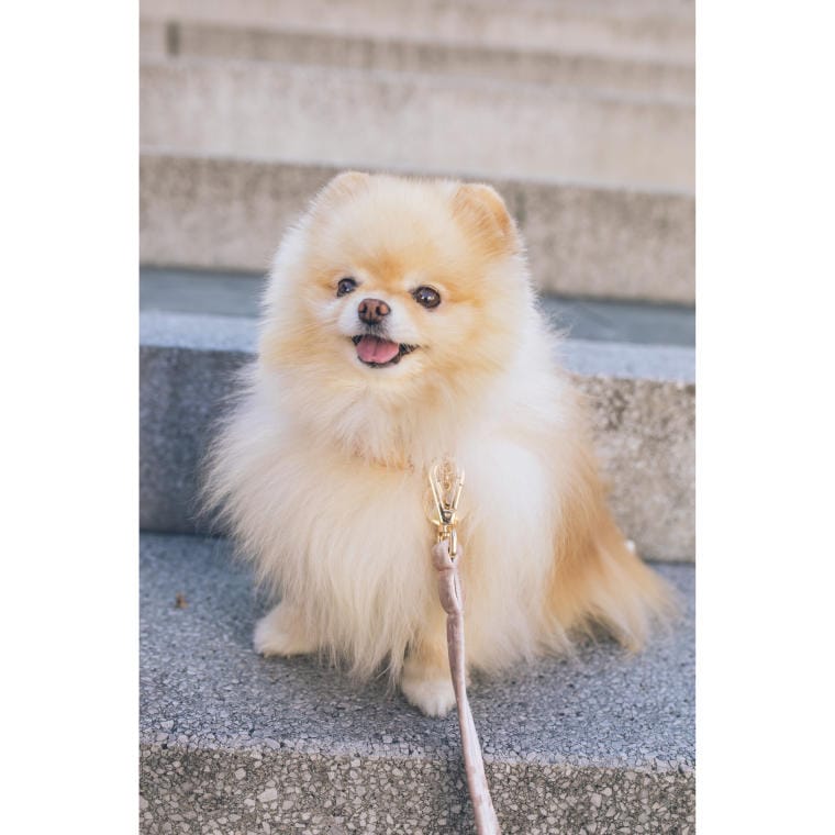 Automatic Dog Leash Blue 3m - Strong and Comfortable to Use up to 11kg