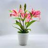 Brownii Lilium Var Viridulum Baker Potted Plant For Living Decor Room