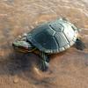 5.5inch Brazilian Red-Eared Slider Turtle Tortoise Animal Toy Action PVC Figure Galapagos Tortoise Giant Tortoise Turtle Figure