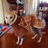 Warmer, dicker Mantel für große Hunde, für mittelgroße und große Hunde, Winter-Haustierkleidung, Windhund-Rollbekleidung, mascotas ubranka dla psa