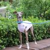 Magliette Sottili Estive per Cani Gilet Rinfrescante Protezione Solare Abbigliamento per Levriero Italiano Whippet Abbigliamento Senza Maniche per Animali Domestici