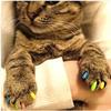Pet 20pcs Dog Cat Nail Caps Pu Wrap Claw Paws Protect Clean Cute Safe Send Glue