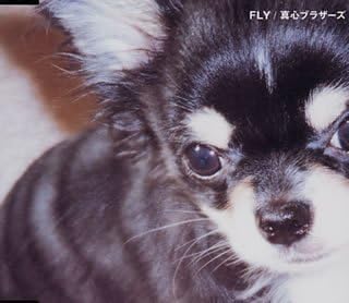 

CD MOGOKORO BROTHERS - FLY KSC2403PROMO Japan ObiJapanese Pop/Rock Used